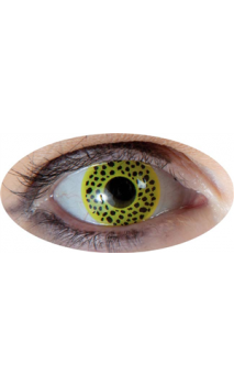 Lentilles Panthère